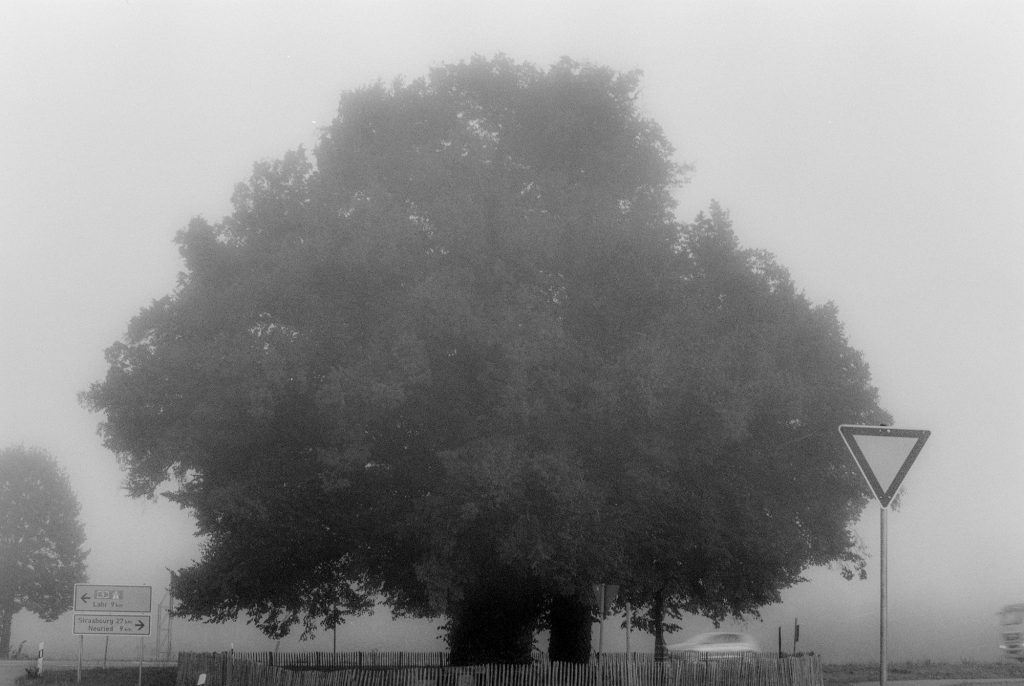 Linde im Nebel - nicht bearbeitet- Ilford FP4 Plus 125 ASA