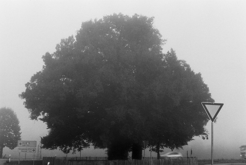 Linde im Nebel - digital nachbearbeitet Ilford FP4 Plus 125 ASA