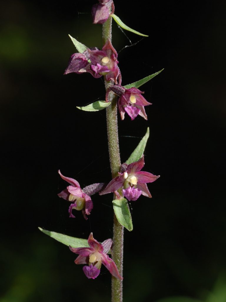 Epipactis_atrorubens An Di Fotografie